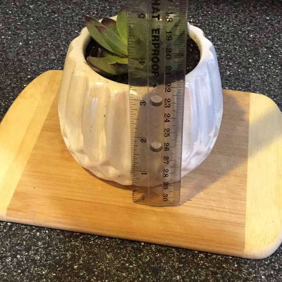 Succulent - Picture 4 of 4